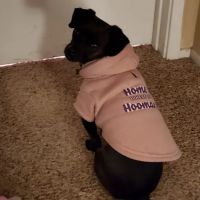 Lakeside Pet Hospital ico
