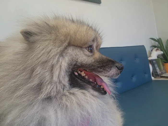 Acredale Animal Hospital Picture 8