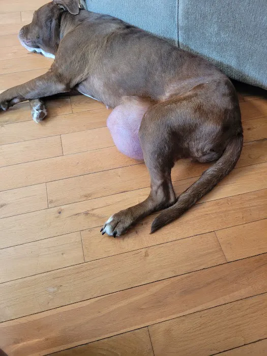 Family Veterinary Center Picture 8