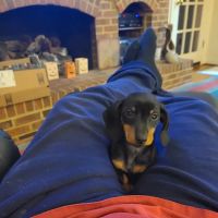 Family Veterinary Center ico