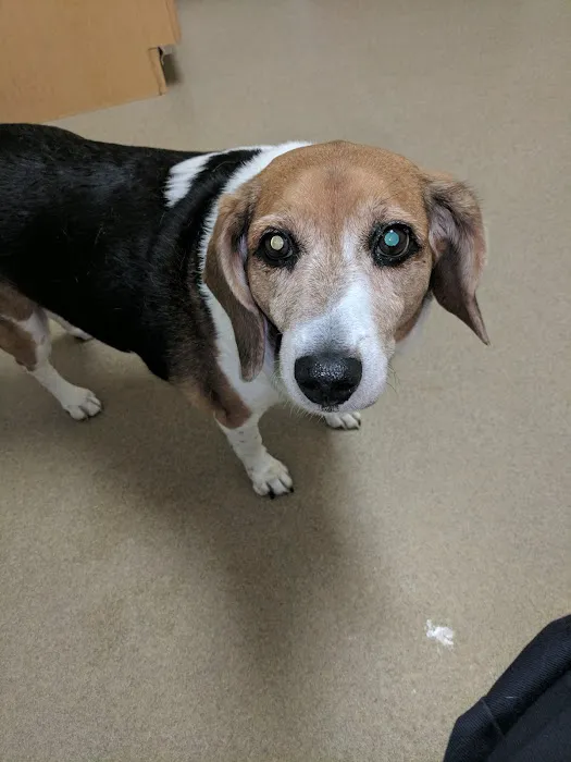 Hickory Veterinary Hospital Picture 3