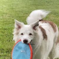 Hickory Veterinary Hospital ico
