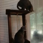 Animal Clinic of Eagle Harbor