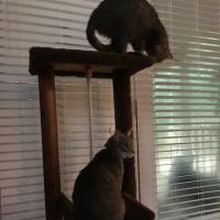 Animal Clinic of Eagle Harbor ico
