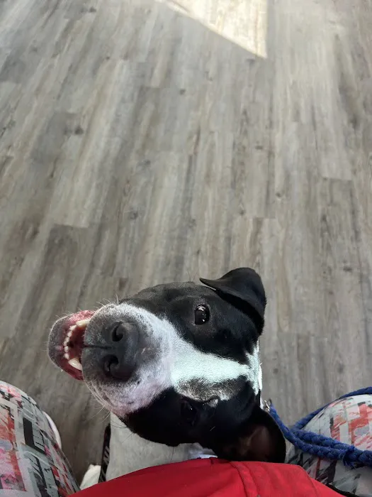 Animal Clinic of Eagle Harbor Picture 8