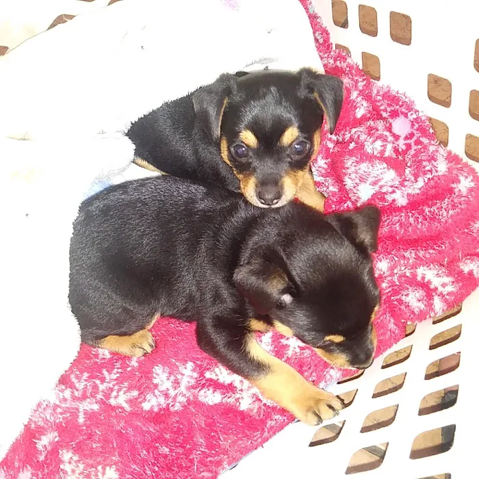 Animal Clinic of Eagle Harbor Picture 4