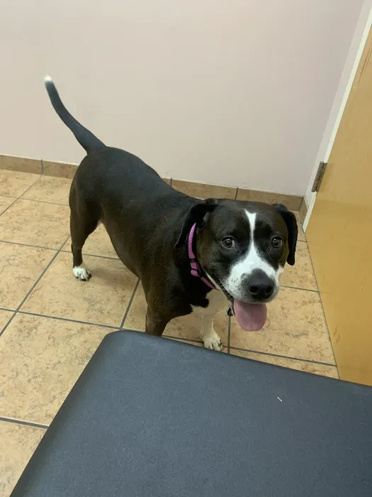 Animal Clinic of Eagle Harbor Picture 2