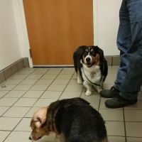The Oaks Veterinary Clinic ico
