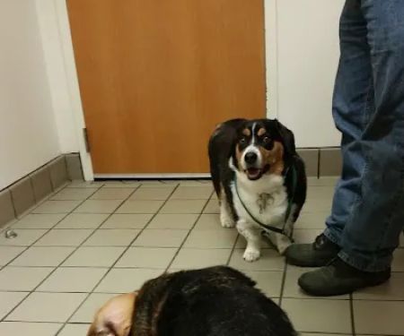 The Oaks Veterinary Clinic