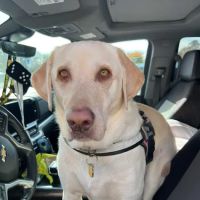 Nansemond Veterinary Clinic ico