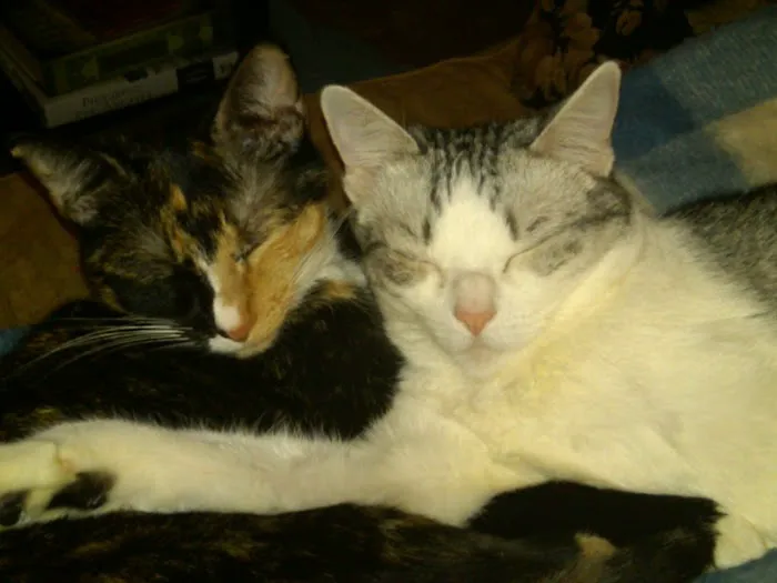 Stewart Veterinary Group Picture 1