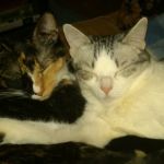 Stewart Veterinary Group