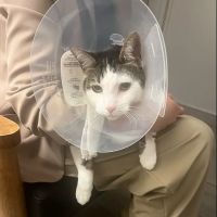 Veterinary Emergency Group ico