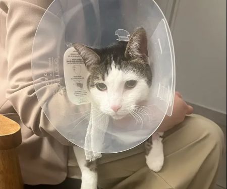 Veterinary Emergency Group