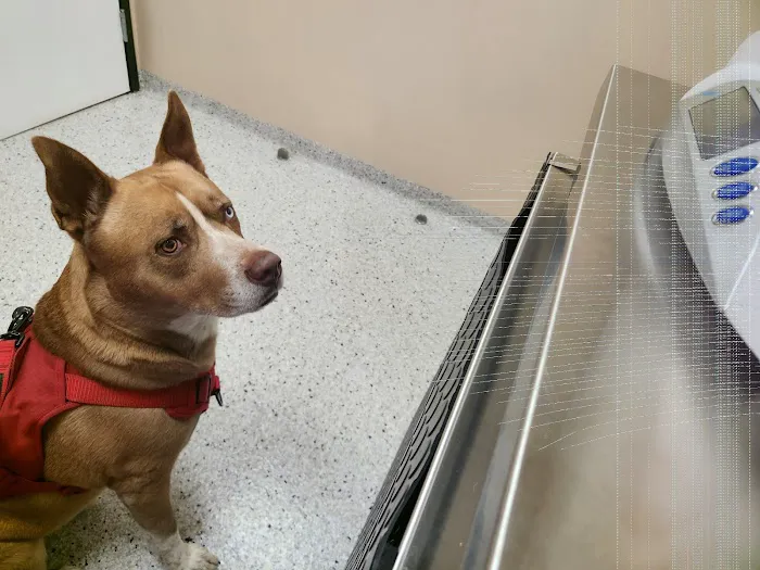 Santa Monica Veterinary Group Picture 2
