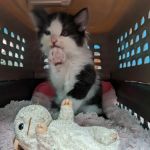 Santa Monica Veterinary Group