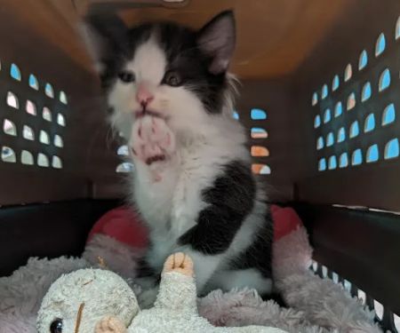 Santa Monica Veterinary Group