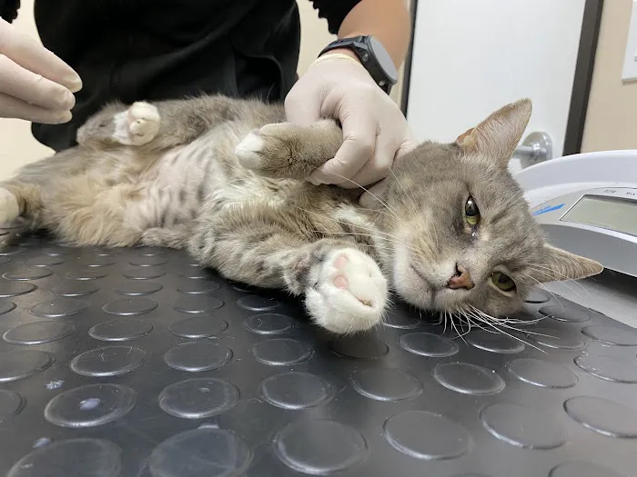 Santa Monica Veterinary Group Picture 4