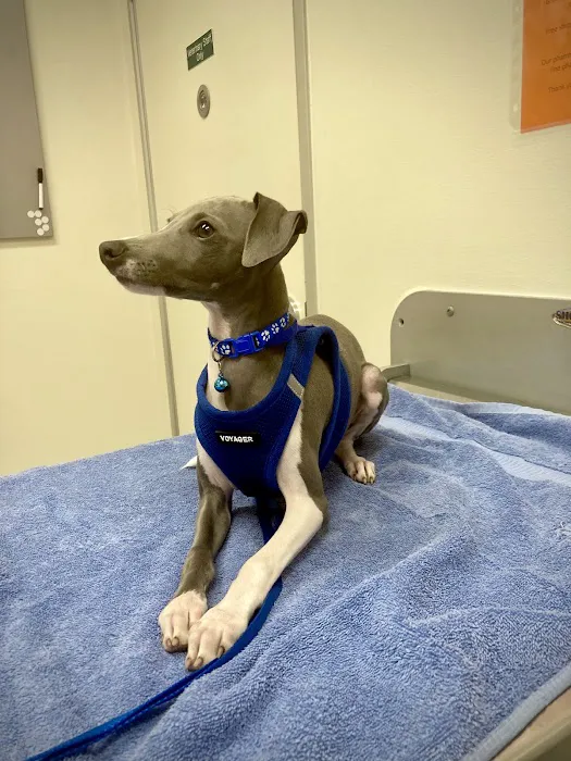 Santa Monica Pet Medical Center: Yuan Michael DVM Picture 2