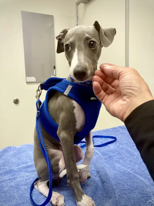 Santa Monica Pet Medical Center: Yuan Michael DVM Picture 5