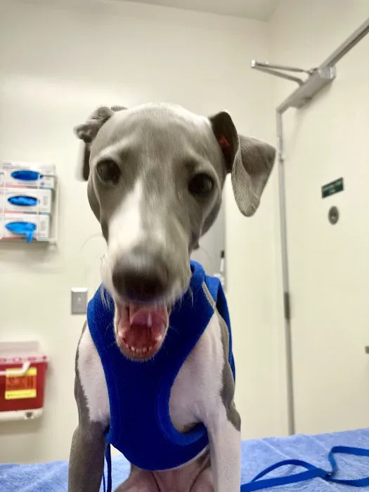 Santa Monica Pet Medical Center: Yuan Michael DVM Picture 3