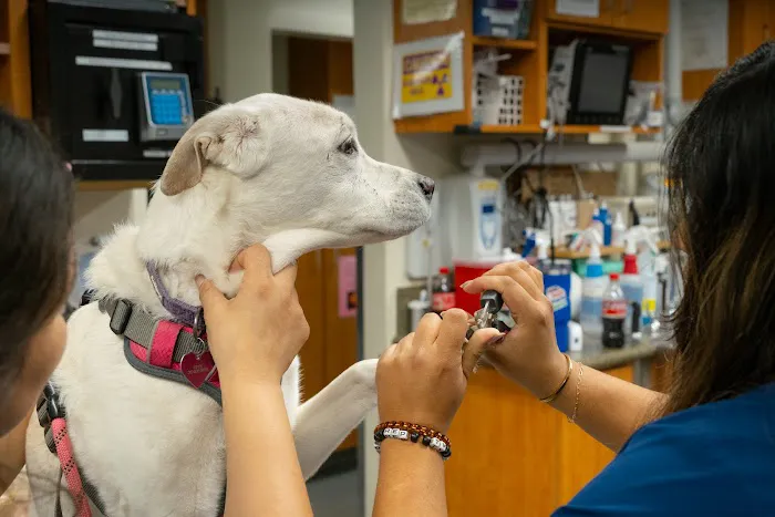 Santa Monica Pet Medical Center Picture 3