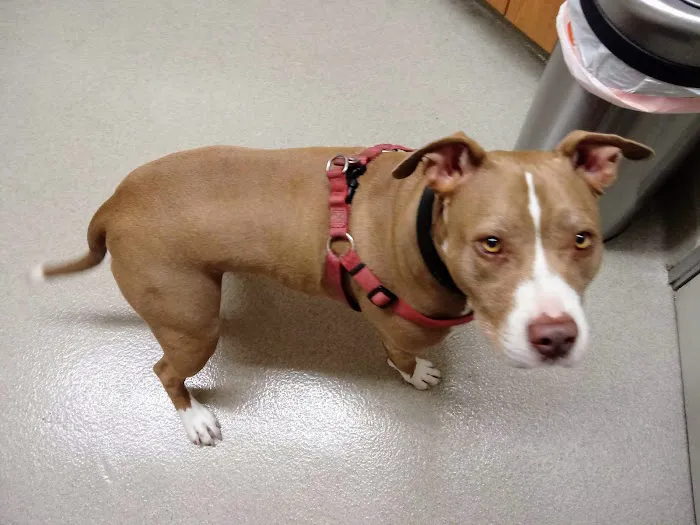 Santa Monica Pet Medical Center Picture 6
