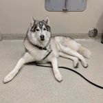Santa Monica Pet Medical Center