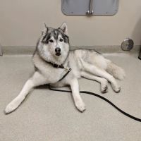 Santa Monica Pet Medical Center ico