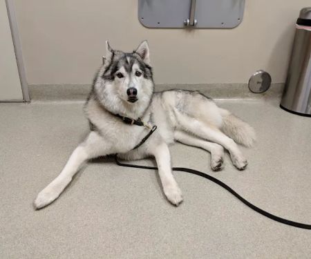 Santa Monica Pet Medical Center