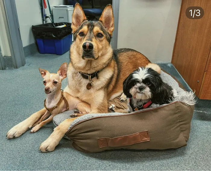 Santa Monica Pet Medical Center Picture 9