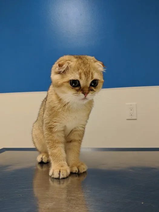 Westside Pet Clinic Picture 1