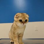 Westside Pet Clinic
