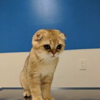 Westside Pet Clinic ico