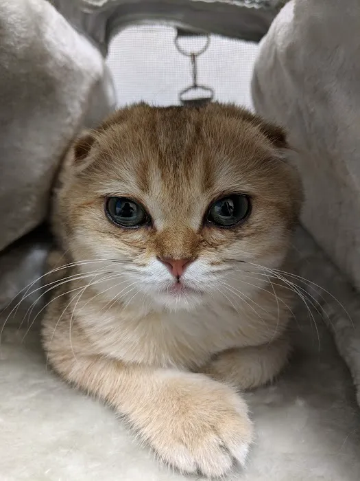 Westside Pet Clinic Picture 7