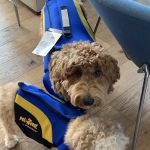 VCA Santa Monica Dog and Cat Hospital