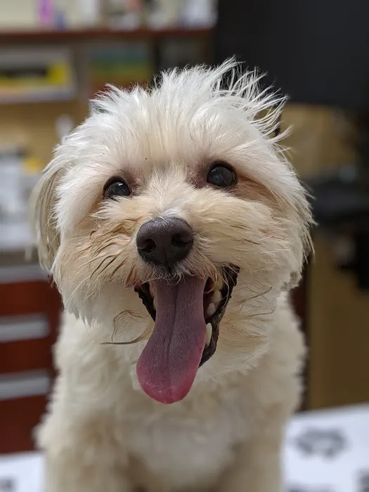 VCA Santa Monica Dog and Cat Hospital Picture 8