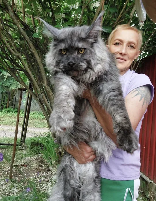 Maine Coons California Picture 1