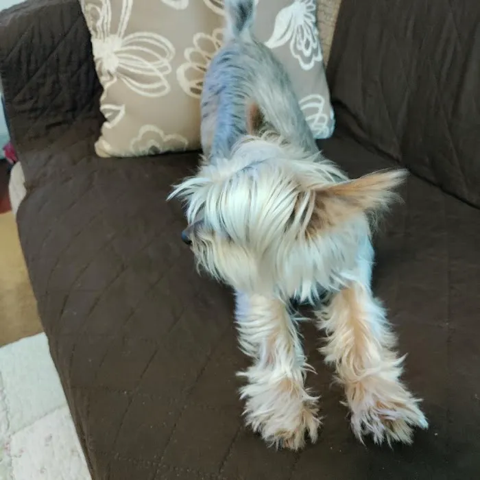 North Hollywood Animal Care Center Picture 2