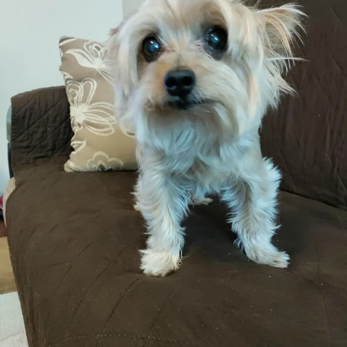 North Hollywood Animal Care Center Picture 1