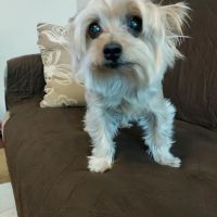 North Hollywood Animal Care Center ico