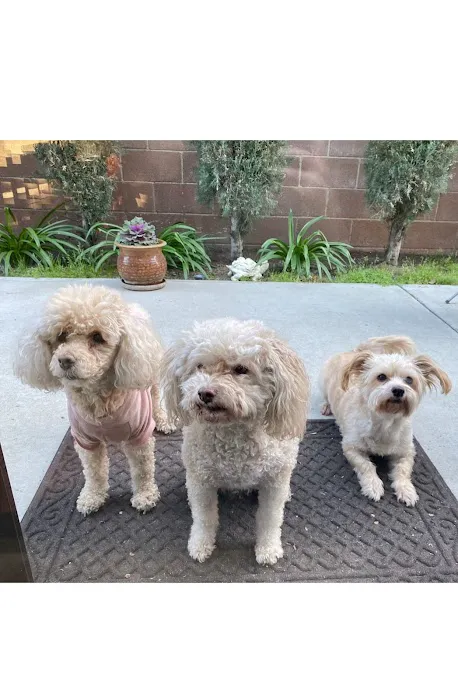 North Hollywood Animal Care Center Picture 6