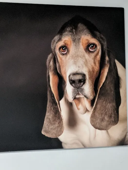 North Hollywood Animal Care Center Picture 9