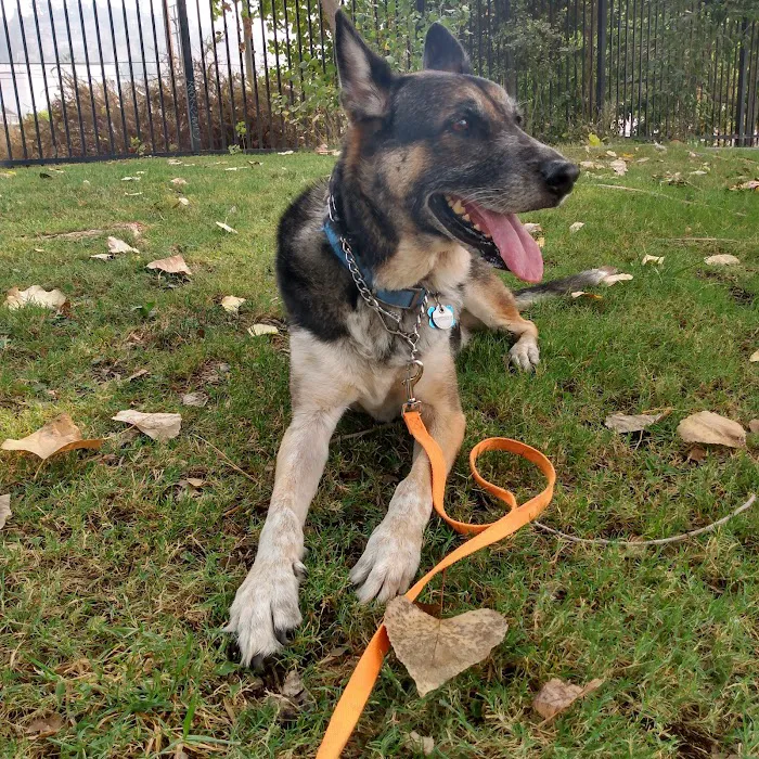 Animal Vision Care & Surgical Center Picture 10