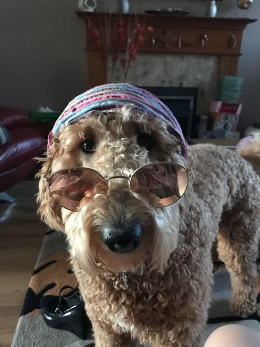 Animal Vision Care & Surgical Center Picture 1