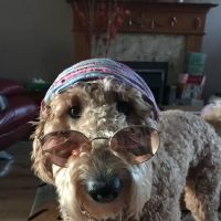 Animal Vision Care & Surgical Center ico