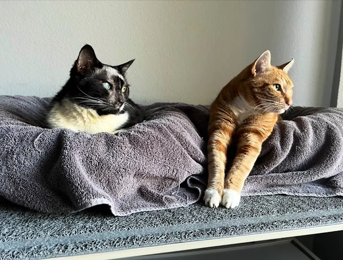 Best Friends Animal Hospital Picture 1