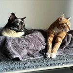 Best Friends Animal Hospital