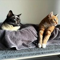 Best Friends Animal Hospital ico