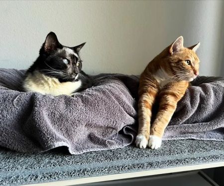 Best Friends Animal Hospital